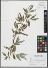 Foto von Salix alba L.